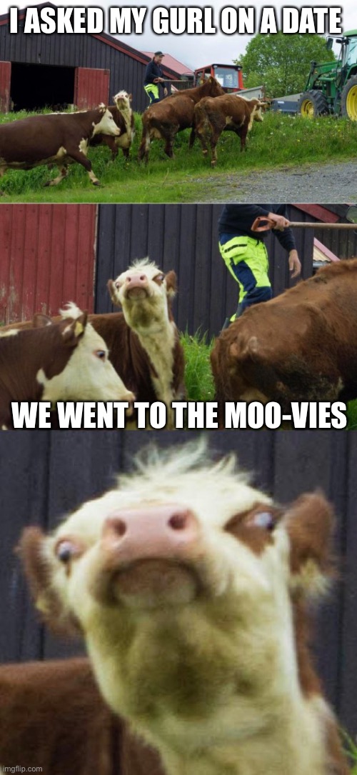 Really?…. | I ASKED MY GURL ON A DATE; WE WENT TO THE MOO-VIES | image tagged in bad pun cow,lol,memes | made w/ Imgflip meme maker