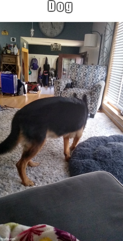 D o g | made w/ Imgflip meme maker