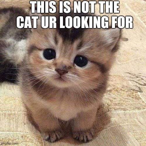Cute kitty | THIS IS NOT THE CAT UR LOOKING FOR | image tagged in cute kitty | made w/ Imgflip meme maker