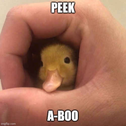 CUTE LITTLE DUCK | PEEK; A-BOO | image tagged in ducks,duck,duckling | made w/ Imgflip meme maker