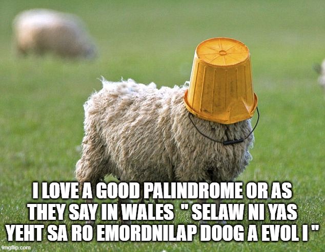 stupid sheep | I LOVE A GOOD PALINDROME OR AS THEY SAY IN WALES  " SELAW NI YAS YEHT SA RO EMORDNILAP DOOG A EVOL I " | image tagged in stupid sheep | made w/ Imgflip meme maker