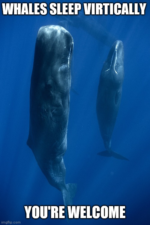 Oh hell no | WHALES SLEEP VIRTICALLY; YOU'RE WELCOME | image tagged in cursed image,oh hell no | made w/ Imgflip meme maker