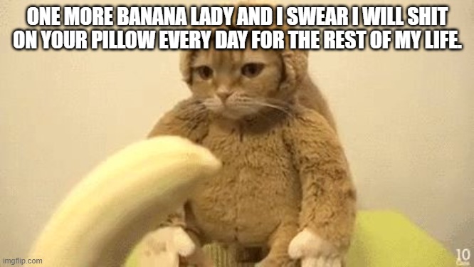 Monkey Cat | ONE MORE BANANA LADY AND I SWEAR I WILL SHIT ON YOUR PILLOW EVERY DAY FOR THE REST OF MY LIFE. | image tagged in monkey cat | made w/ Imgflip meme maker