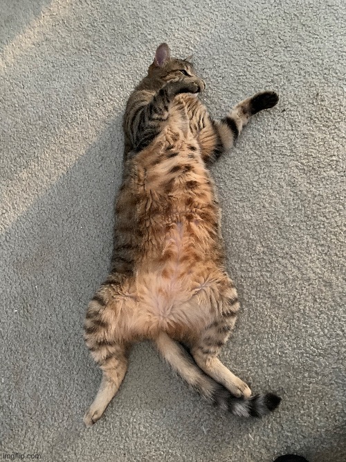 f l o p p y c a t | made w/ Imgflip meme maker