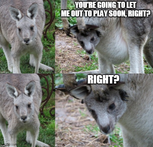 YOU'RE GOING TO LET ME OUT TO PLAY SOON, RIGHT? RIGHT? | image tagged in roo play | made w/ Imgflip meme maker