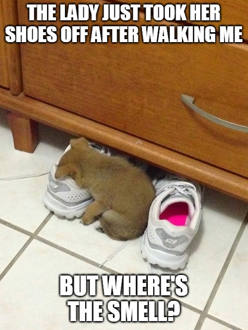 THE LADY JUST TOOK HER SHOES OFF AFTER WALKING ME; BUT WHERE'S THE SMELL? | image tagged in memes,dog,dogs,puppy | made w/ Imgflip meme maker