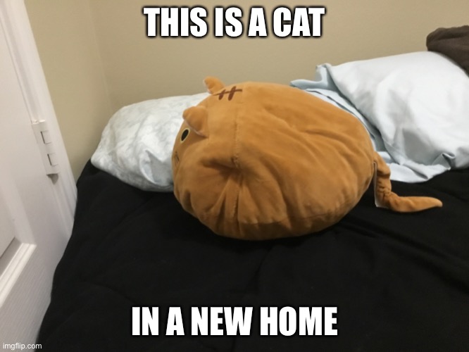 Cat home | THIS IS A CAT; IN A NEW HOME | image tagged in meow | made w/ Imgflip meme maker