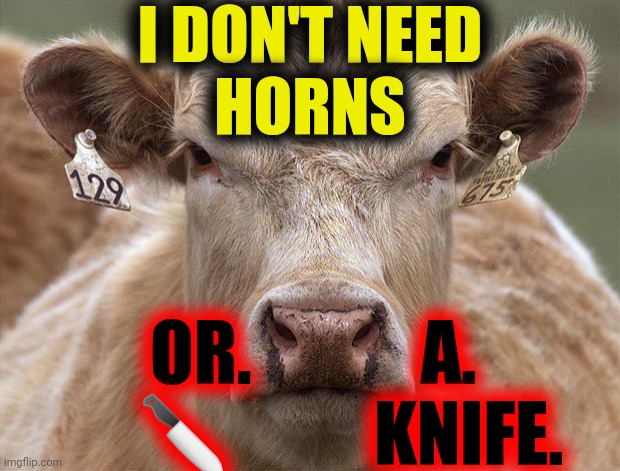 Mad Cow | I DON'T NEED
HORNS OR.            A.
     ?          KNIFE. | image tagged in mad cow | made w/ Imgflip meme maker