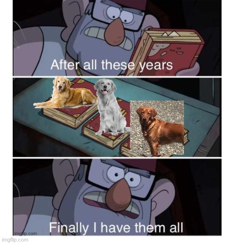 Gold silver bronze retrievers | image tagged in cute dog,cute,cute animals,gravity falls,after all these years,funny | made w/ Imgflip meme maker