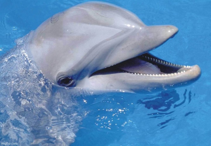 Flipper | image tagged in flipper | made w/ Imgflip meme maker