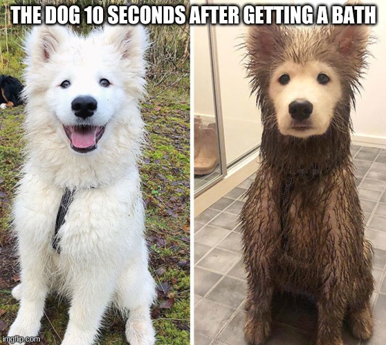 They always get dirty so fast... | THE DOG 10 SECONDS AFTER GETTING A BATH | image tagged in dogs,funny dogs,cute,lol,memes,animals | made w/ Imgflip meme maker