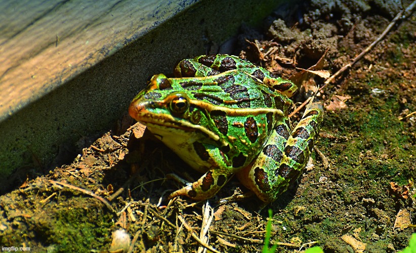 frog | image tagged in leopard frog,kewlew | made w/ Imgflip meme maker