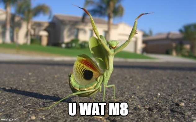 u wat m8 mantis | U WAT M8 | image tagged in u wat m8 mantis | made w/ Imgflip meme maker