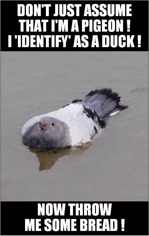 Clever Pigeon Tactics ? | DON'T JUST ASSUME THAT I'M A PIGEON ! I 'IDENTIFY' AS A DUCK ! NOW THROW ME SOME BREAD ! | image tagged in fun,pigeon,identity | made w/ Imgflip meme maker