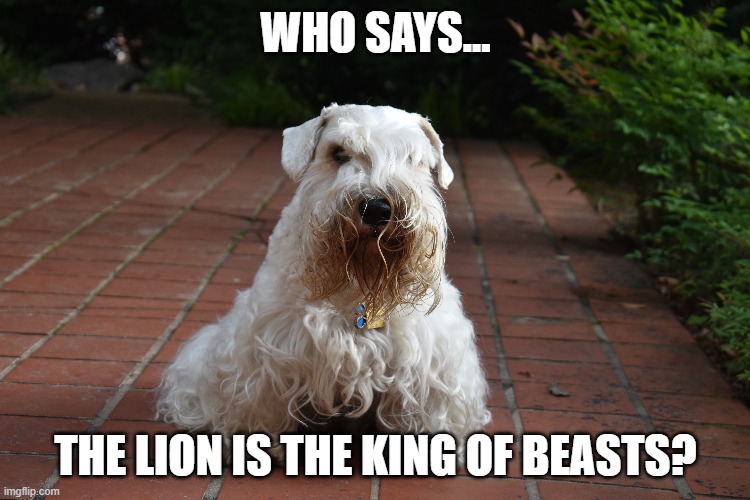 The King of Beasts | WHO SAYS... THE LION IS THE KING OF BEASTS? | image tagged in dog,dogs,sealyham,bentley | made w/ Imgflip meme maker