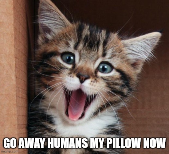 Happy cat | GO AWAY HUMANS MY PILLOW NOW | image tagged in happy cat | made w/ Imgflip meme maker