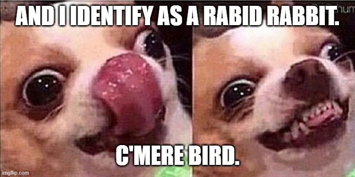 Hungry dog | AND I IDENTIFY AS A RABID RABBIT. C'MERE BIRD. | image tagged in hungry dog | made w/ Imgflip meme maker