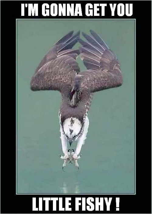 A Diving Eagle ! | I'M GONNA GET YOU; LITTLE FISHY ! | image tagged in eagle,dive,fishy | made w/ Imgflip meme maker
