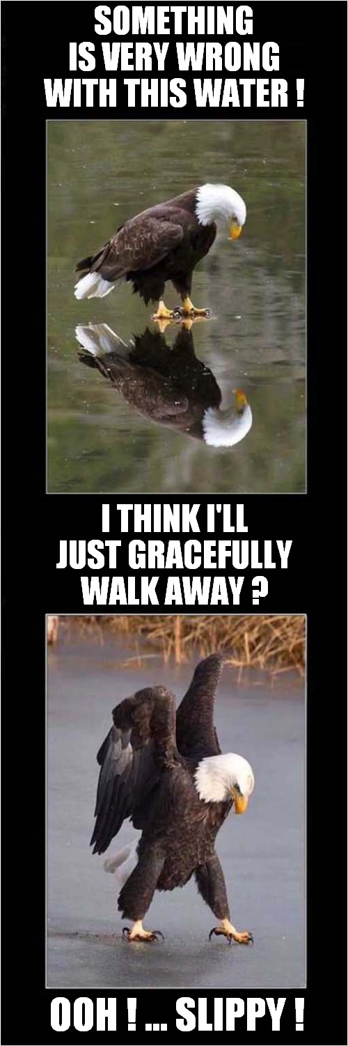 An Eagle On Ice ! | SOMETHING IS VERY WRONG WITH THIS WATER ! I THINK I'LL JUST GRACEFULLY WALK AWAY ? OOH ! ... SLIPPY ! | image tagged in eagle,ice,slippy | made w/ Imgflip meme maker