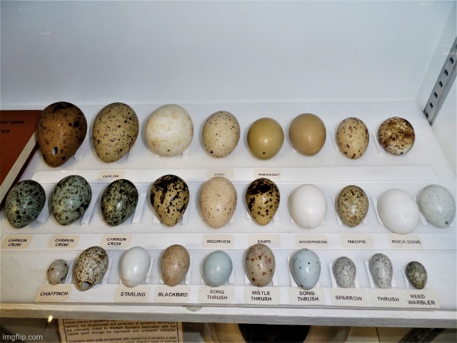 Eggs everywhere | image tagged in eggs everywhere | made w/ Imgflip meme maker