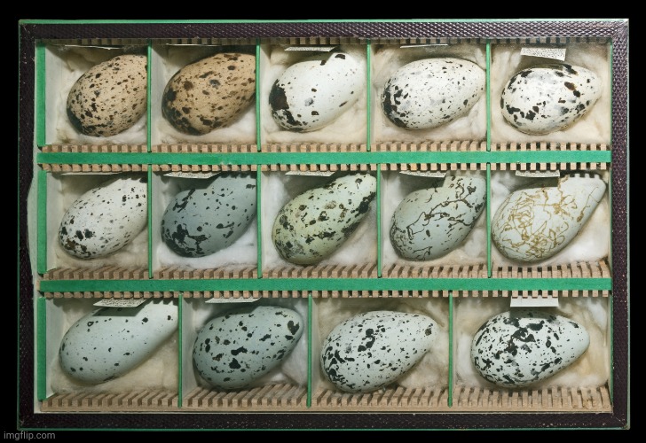 Eggs everywhere! | image tagged in eggs everywhere | made w/ Imgflip meme maker