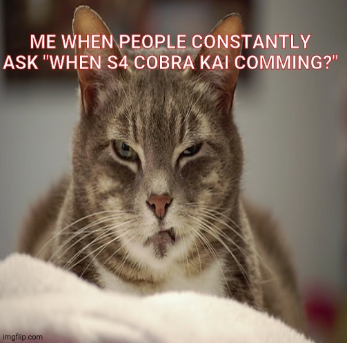 TV show memes | ME WHEN PEOPLE CONSTANTLY ASK "WHEN S4 COBRA KAI COMMING?" | image tagged in cobra kai | made w/ Imgflip meme maker