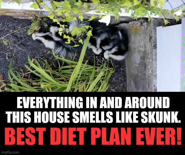 I try to see the good in everything! | EVERYTHING IN AND AROUND THIS HOUSE SMELLS LIKE SKUNK. BEST DIET PLAN EVER! | image tagged in memes,skunks,best diet plan,skunk spray | made w/ Imgflip meme maker