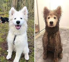 Before and After Clean vs Dirty dog Blank Meme Template