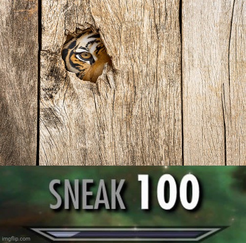 Sneaky tiger spotted | image tagged in sneak 100,sneaky,funny,memes,tiger,hiding | made w/ Imgflip meme maker