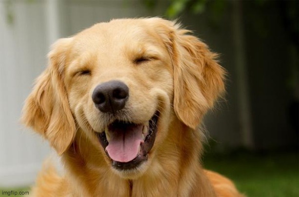 Happy Dog | image tagged in happy dog | made w/ Imgflip meme maker