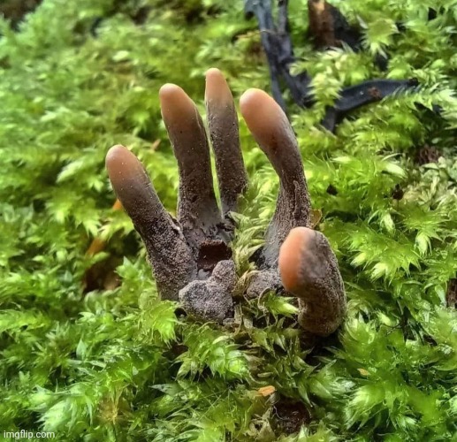 Dead Man's Fingers Fungus | image tagged in awesome,nature,photography | made w/ Imgflip meme maker