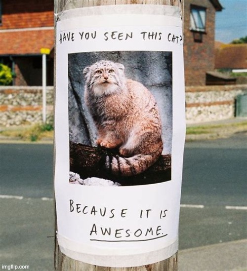 Poster Troll | image tagged in cat,memes | made w/ Imgflip meme maker