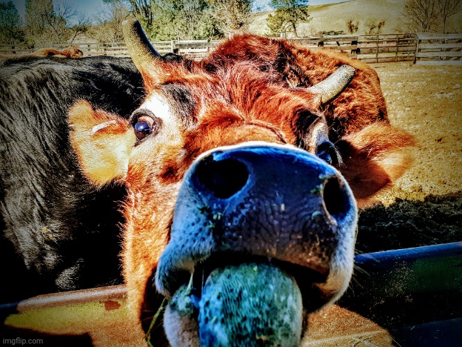 Cute cow | image tagged in cow,awesome pics,cute | made w/ Imgflip meme maker