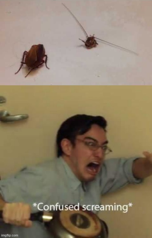 THE COCKROACH IS HEADLESS BUT STILL ALIVE | image tagged in filthy frank confused scream | made w/ Imgflip meme maker