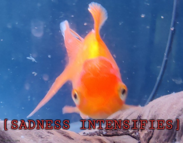 image tagged in sadness intensifies | made w/ Imgflip meme maker