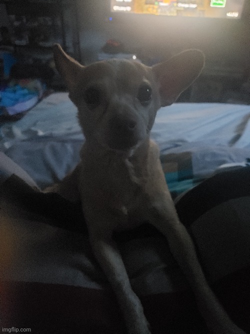 Here's a picture of my dog | made w/ Imgflip meme maker