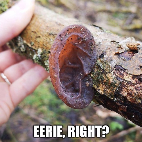 EERIE, RIGHT? | made w/ Imgflip meme maker