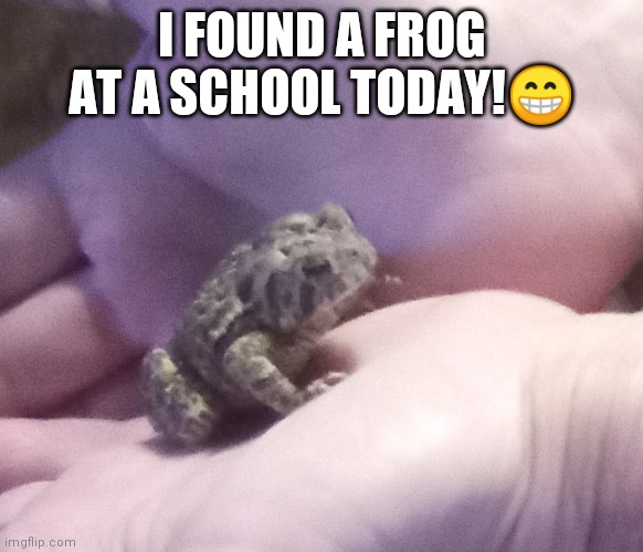 PuTtInG cHeMiCaLs In ThE WaTeR ThAt TuRn ThE FrEakInG FrOgS ✨GaY✨ | I FOUND A FROG AT A SCHOOL TODAY!😁 | image tagged in frog | made w/ Imgflip meme maker