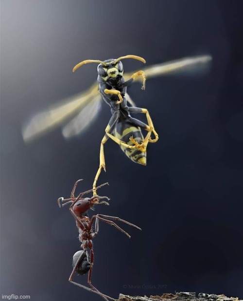 Ant vs. Hornet! | image tagged in ant,vs,hornet,death battle,beautiful nature,perfectly timed photo | made w/ Imgflip meme maker
