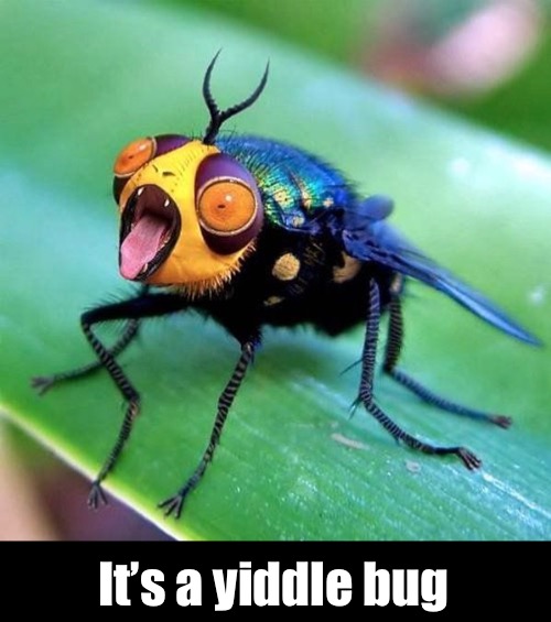 It’s a yiddle bug | made w/ Imgflip meme maker