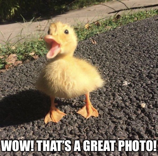 WOW! THAT’S A GREAT PHOTO! | made w/ Imgflip meme maker