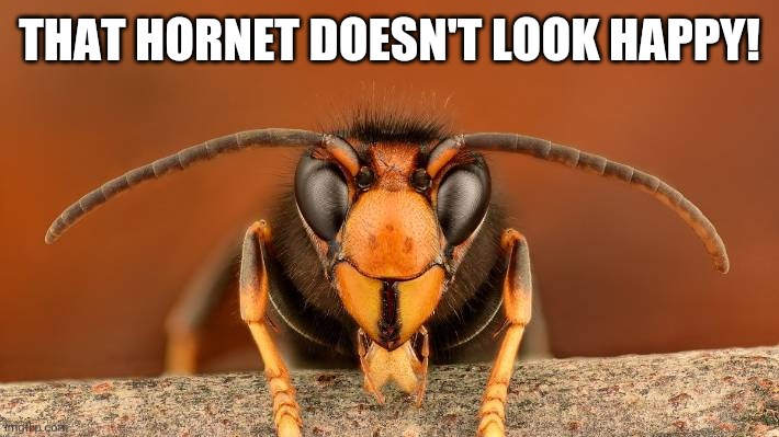 Murder Hornet | THAT HORNET DOESN'T LOOK HAPPY! | image tagged in murder hornet | made w/ Imgflip meme maker