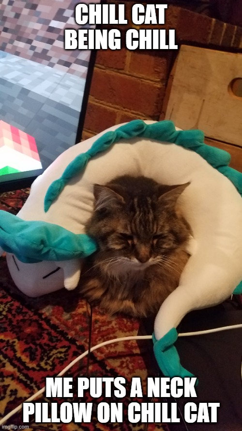 chill cat | CHILL CAT BEING CHILL; ME PUTS A NECK PILLOW ON CHILL CAT | image tagged in chill,cat | made w/ Imgflip meme maker