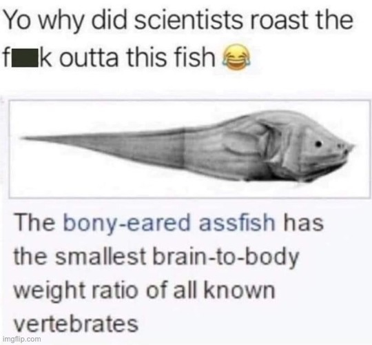 the boney-eared assfish is my new go to insult | made w/ Imgflip meme maker