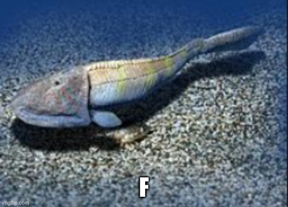 Hemicyclaspis | F | image tagged in hemicyclaspis | made w/ Imgflip meme maker