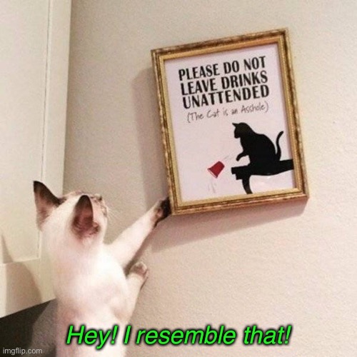 Naughty Kitty | Hey! I resemble that! | image tagged in funny cat memes | made w/ Imgflip meme maker