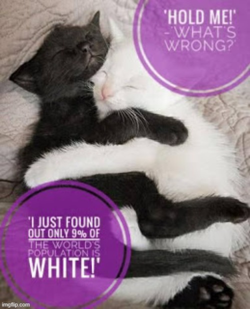 We are all minorities | image tagged in racism,minorities,lolcat | made w/ Imgflip meme maker
