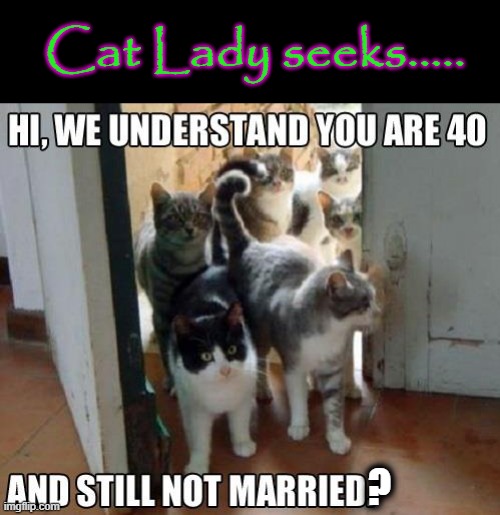 Cat Lady seeks....... | Cat Lady seeks..... ? | image tagged in feline | made w/ Imgflip meme maker