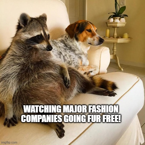 Racoon watching fashion companies going fur free | WATCHING MAJOR FASHION COMPANIES GOING FUR FREE! | image tagged in racoon tv | made w/ Imgflip meme maker