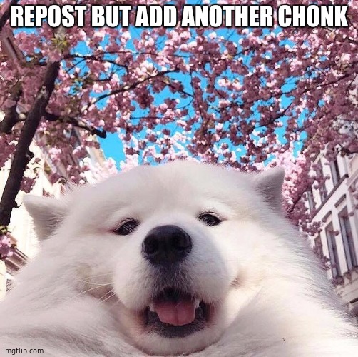 chonker | REPOST BUT ADD ANOTHER CHONK | image tagged in chonker | made w/ Imgflip meme maker